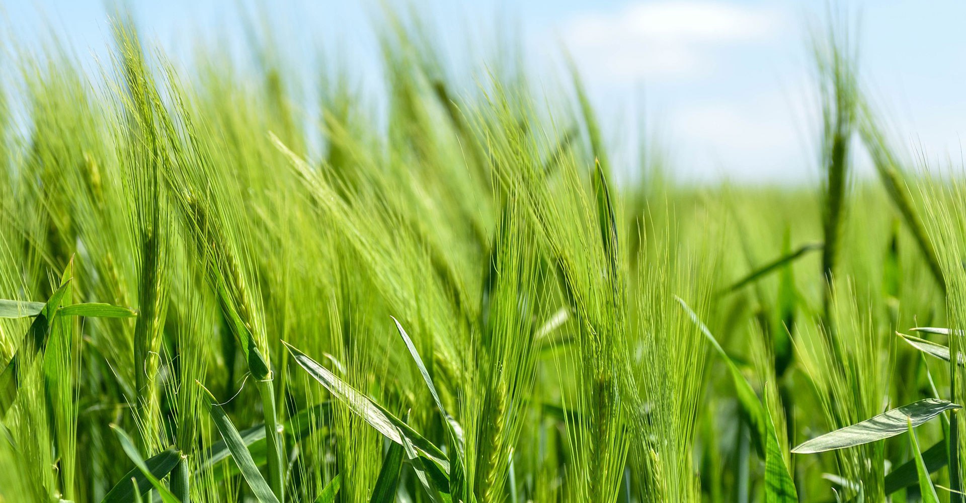 We Specialize in Best Quality Rice